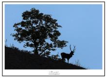Cerf