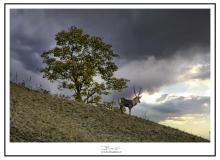 Cerf