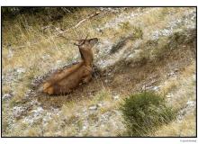 Cerf