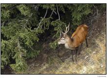 Cerf