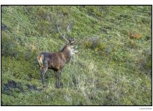 Cerf