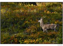 Cerf