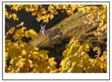 Cerf