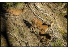 Daguet et biche