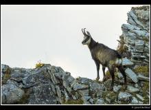 Chamois