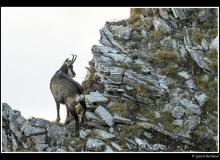 Chamois