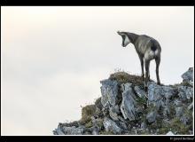 Chamois
