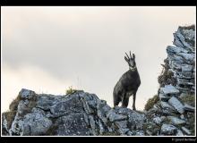 Chamois