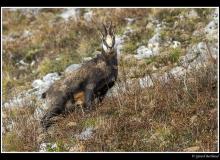 Chamois
