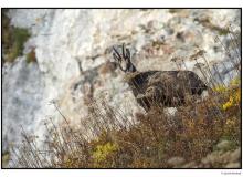 Chamois