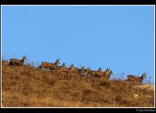 Chamois