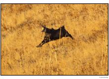 Chamois