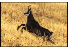 Chamois