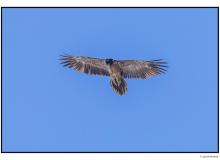 Gypaete juvenile