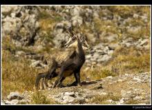 Chamois