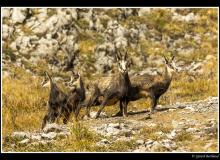 Chamois