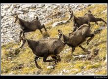 Chamois
