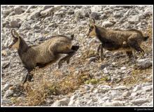 Chamois