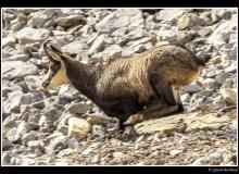 Chamois