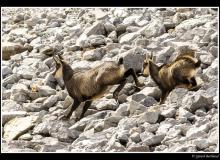 Chamois