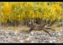 Chamois
