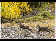 Chamois