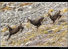 Chamois