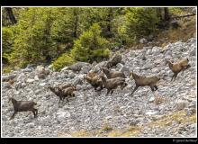 Chamois