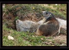Le reveil des marmottes