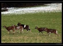 Mouflon en plaine