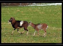 Mouflon en plaine