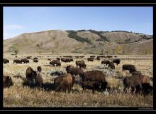 Bisons a Grand Teton
