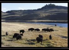 Bisons a Yellowstone