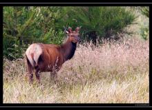 Wapiti en Oregon