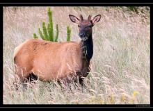 Wapiti en Oregon