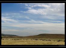 Bisons a Grand Teton