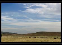 Bisons a Grand Teton