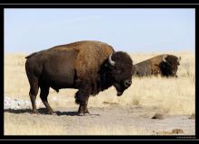 Bisons a Antelope Island