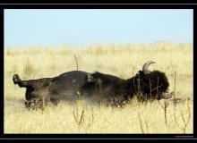 Bisons a Antelope Island
