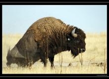 Bisons a Antelope Island