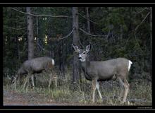 Cerf de Virginie a Yellowstone