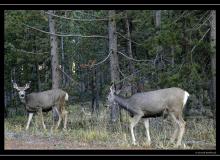 Cerf de Virginie a Yellowstone