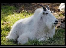 Chevre des Rocheuses au Grand Teton National Park