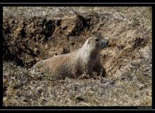 Chien de prairie a Devils Tower