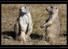Chien de prairie a Devils Tower