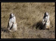 Chien de prairie a Devils Tower