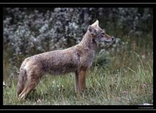 Coyote