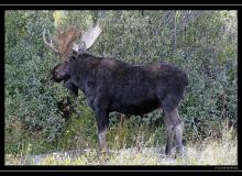 Elan-Moose a Grand Teton National Park