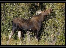 Elan-Moose a Grand Teton National Park