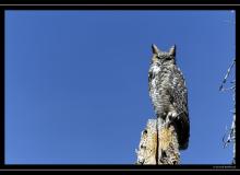 Grand Duc a Grand Teton National Park
